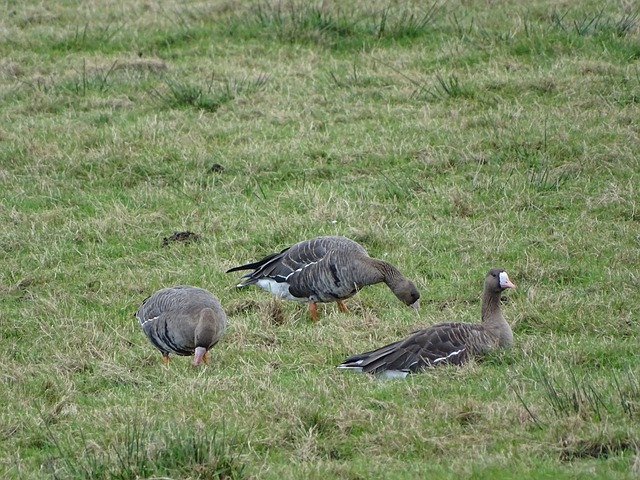 化采购流程 化采购流程